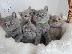 PoulaTo: adorable lovely kittens needs new homes